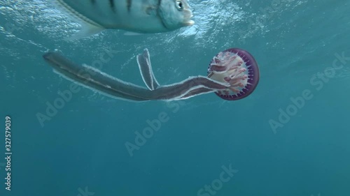 juvenile Jackfish swim with Purple jellyfish guiding her movements and guarding her. Pellagic Purple Jellyfish (Thysanostoma loriferum) and Blue Trevally (Carangoides ferdau). Close-up, Red Sea, Egypt photo
