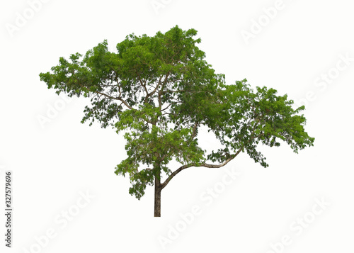 Big isolated  green tree on white background.