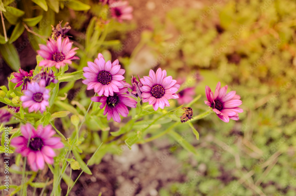 Purple daisy flower growing in spring garden Purple daisy flower growing in spring garden