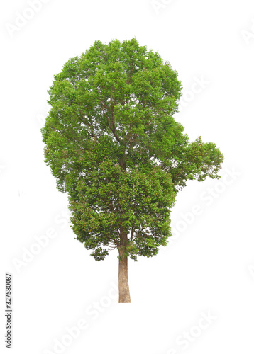 green tree isolated on white background
