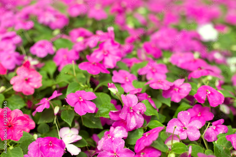 Purple and red petunia flowers close up background. Purple and red petunia flowers close up background.