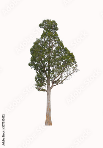 Big green tree on white background.