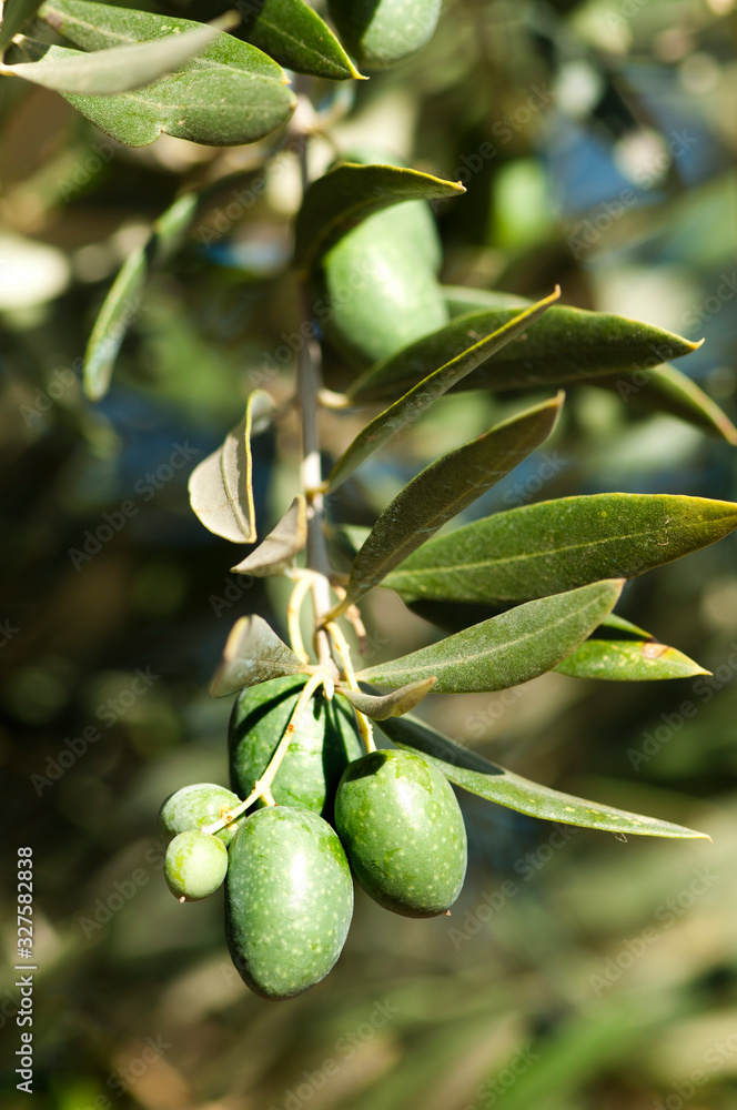 Olives on a branch Olives on a branch