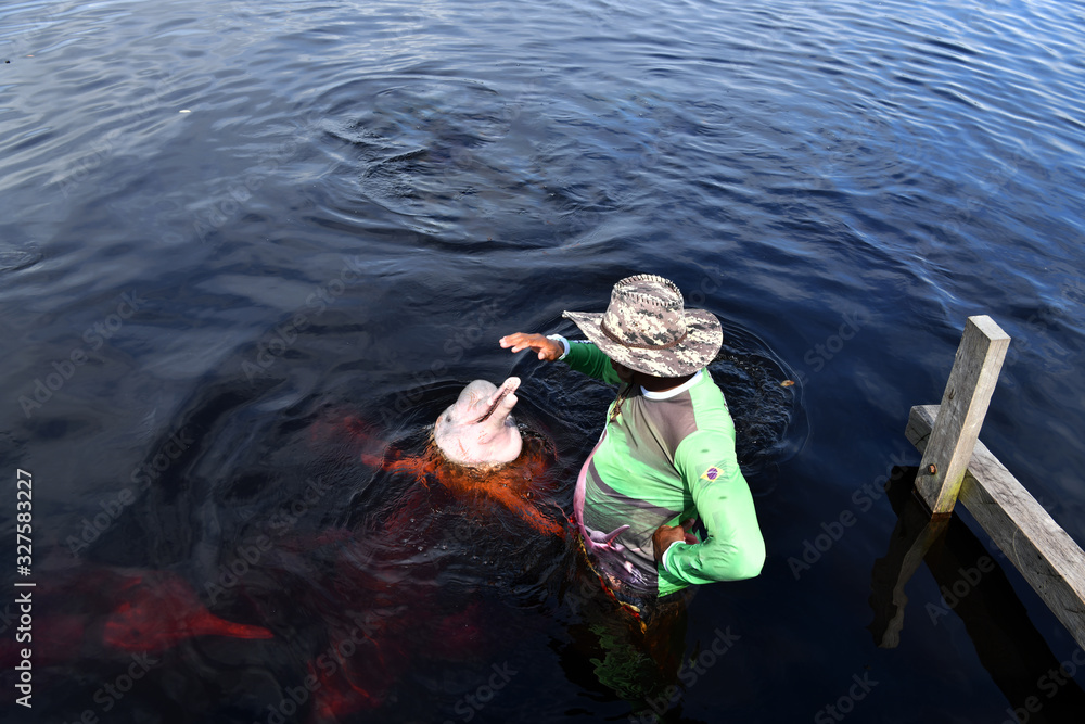 feeding pink dolphins in a national park on the amazon in brazil feeding pink dolphins in a national park on the amazon in brazil