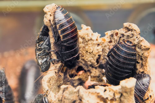 Large tropical cockroaches sitting in his lair. photo