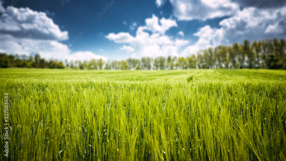 Green plantation wheat field at sunny day