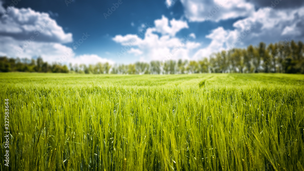 Fototapeta premium Green plantation wheat field at sunny day