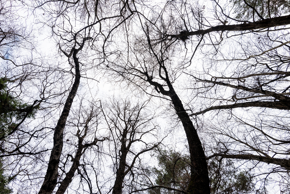 Low angle view of maple tree trunk tops against sky Low angle view of maple tree trunk tops against sky