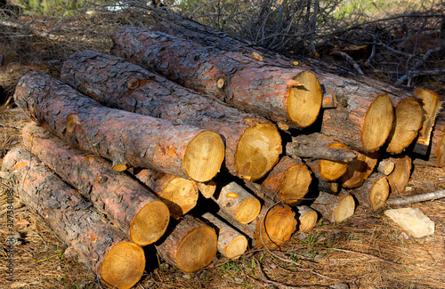 pile of wood in the forest in balaban, Turkey photo