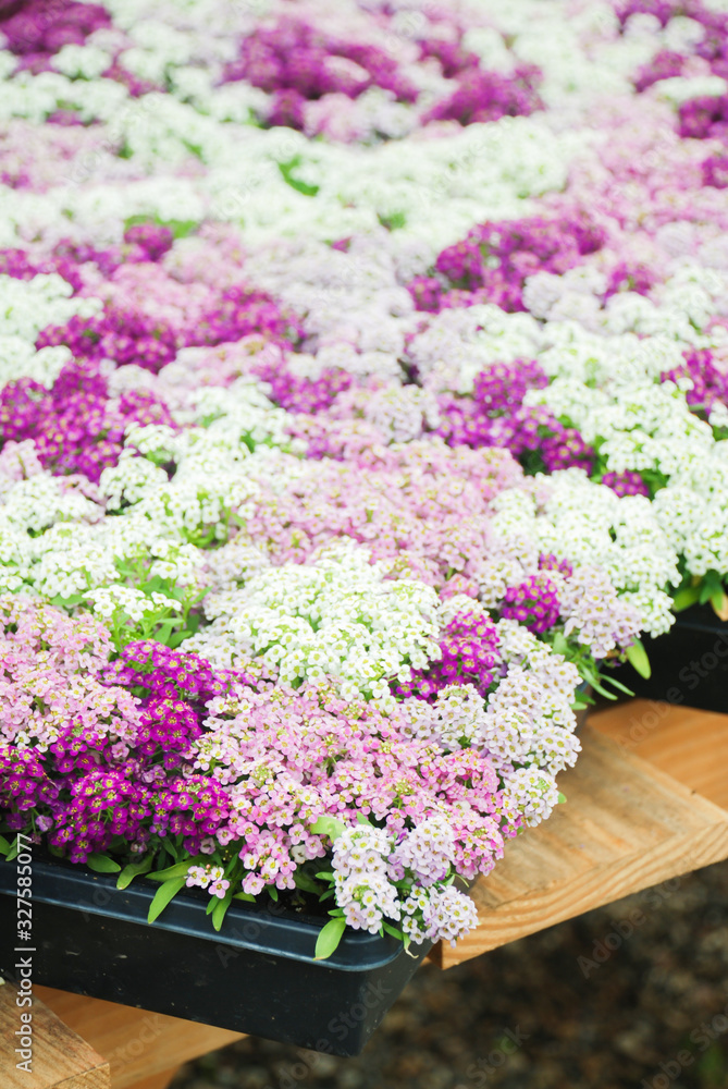 Alyssum flowers. Alyssum in sweet colors. Alyssum in a black tray on wood table