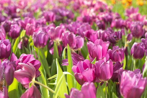 Purple tulip flower on blur background. Spring background.
