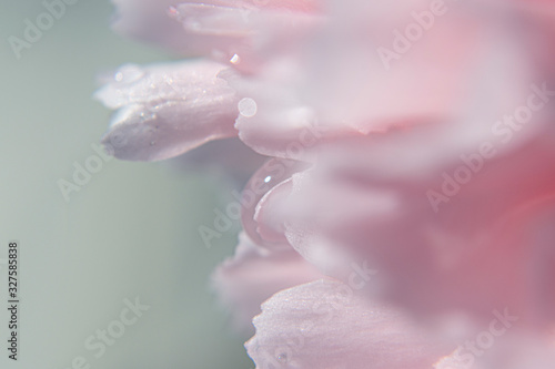 Pink flower with water drops closeup
