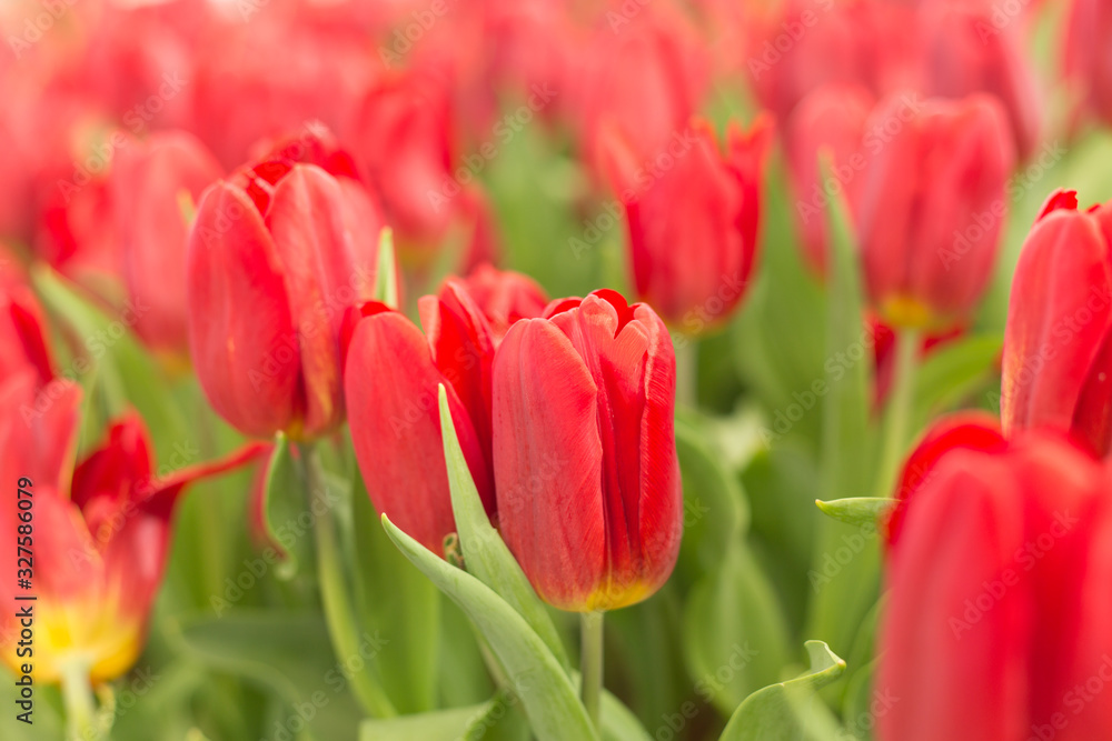 Red tulips field beautiful spring background. Red tulips field beautiful spring background.