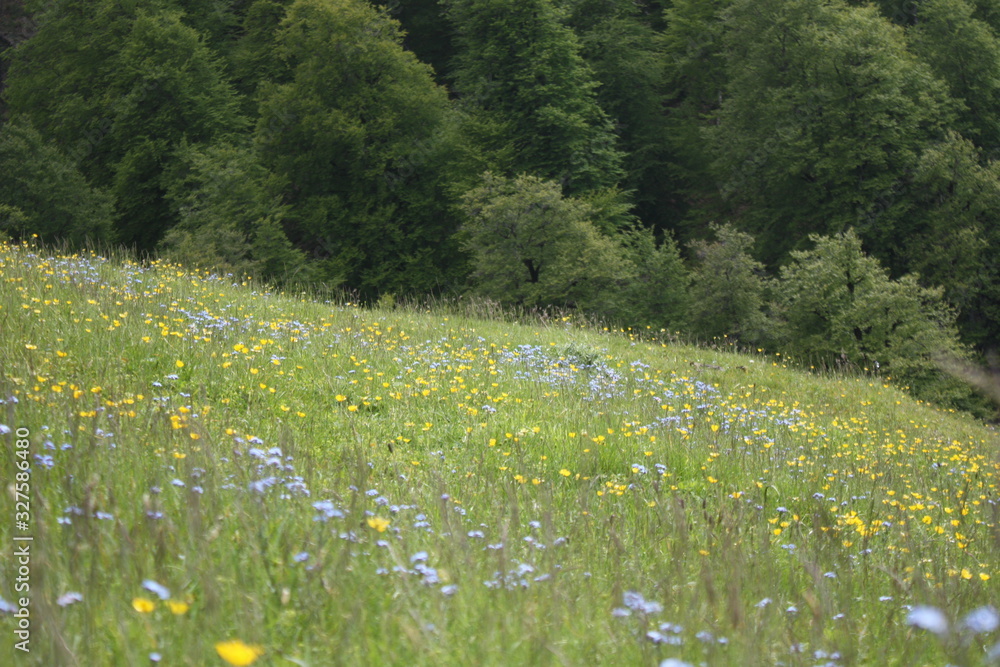 Fototapeta premium meadow with white flowers