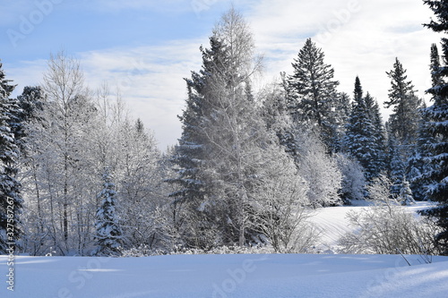 trees in the snow