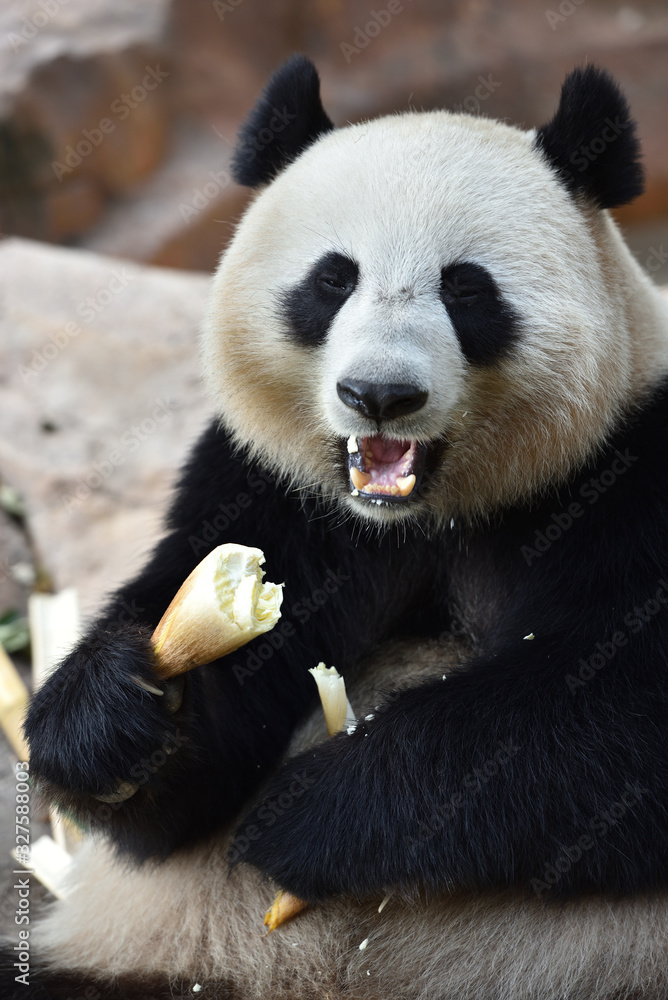 Close-up of Giant Panda in China Close-up of Giant Panda in China
