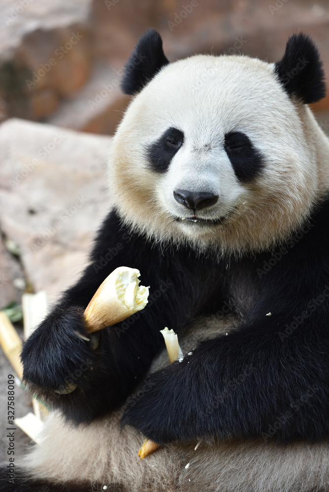 Fototapeta premium Close-up of Giant Panda in China