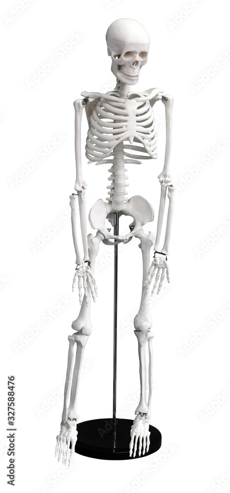 Mockup of human skeleton Mockup of human skeleton