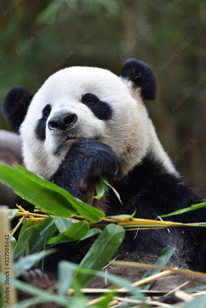 Close-up of Giant Panda in China Close-up of Giant Panda in China