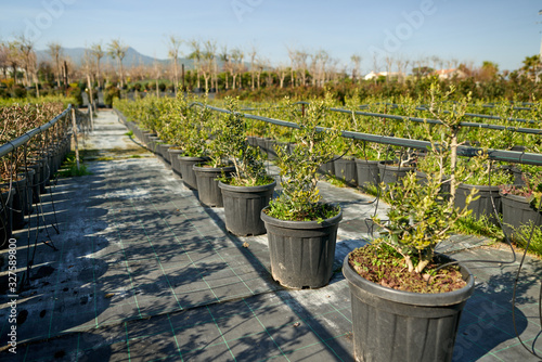 Fototapeta Naklejka Na Ścianę i Meble -  Garden shop. Seedlings of juniper bushes in pots in garden store.