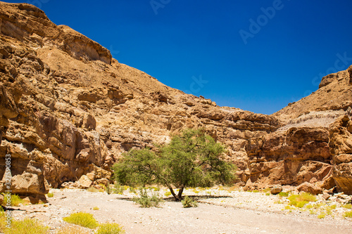 picturesque desert canyon vivid colorful landscape south scenic view global warming nature environment passage between rocky mountains with lonely tree