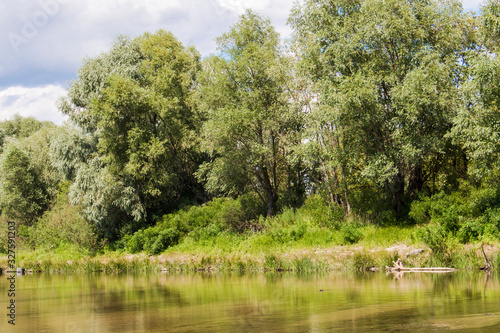 View of the bank of the river covered with grass shrubs and trees