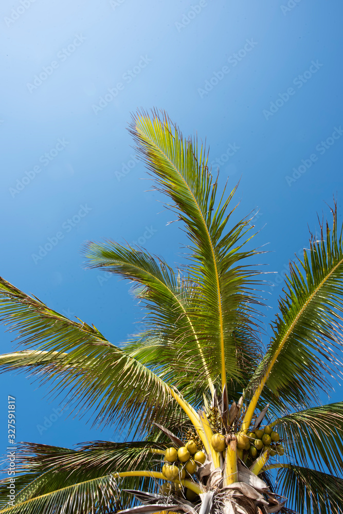 close up of the branches of a palm tree with the sky in the background. close up of the branches of a palm tree with the sky in the background.