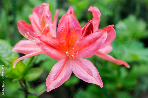 Garden pink lily © Alexey Wraith