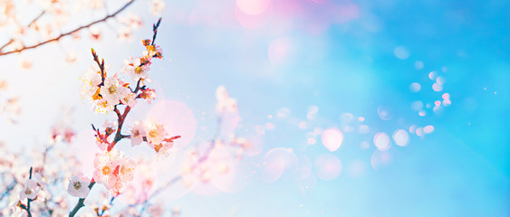Hello spring concept. Flowering fruit trees on bokeh sunny sky background