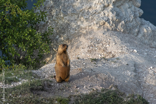 groundhog baibak on the guard at the hole. Marmota bobak on the lookout at the hole photo