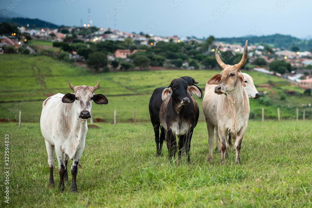 Fototapeta premium Cows in pasture. Farm. Brazil. Nelore