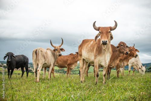Cows in pasture. Farm. Brazil. Nelore