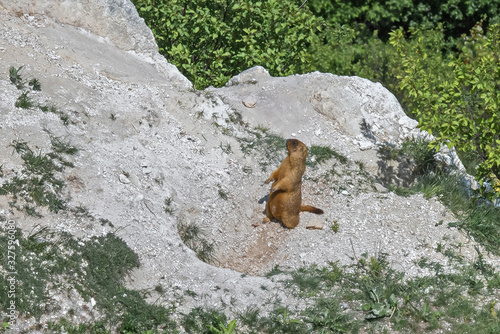 groundhog baibak on the guard at the hole. Marmota bobak on the lookout at the hole