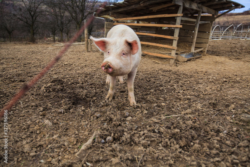 Traditional breed of domestic pigs at rural animal farms