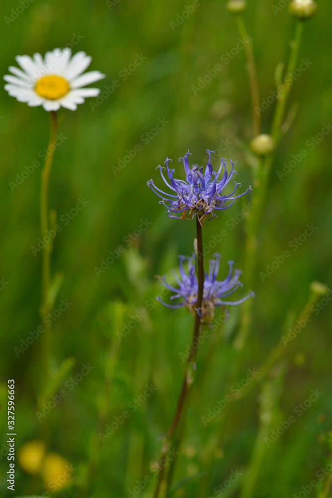Kugelige Teufelskralle (Phyteuma orbiculare) Kugelige Teufelskralle (Phyteuma orbiculare)
