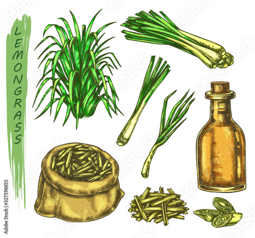 Set of colorful sketches of lemongrass plant