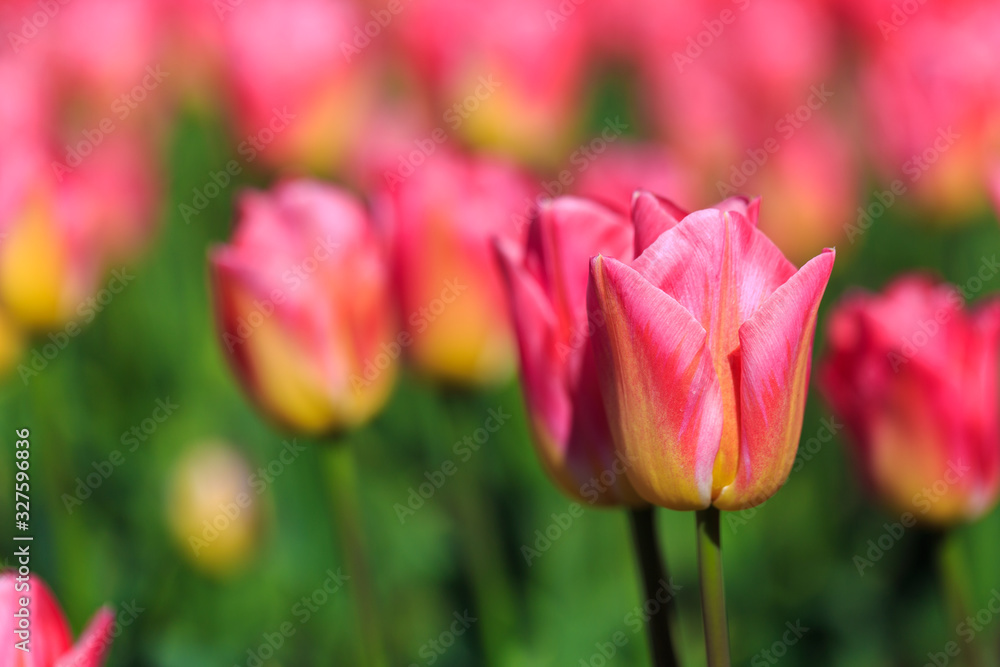 Closeup of pink tulips flowers with green leaves in the park outdoor. Closeup of pink tulips flowers with green leaves in the park outdoor.