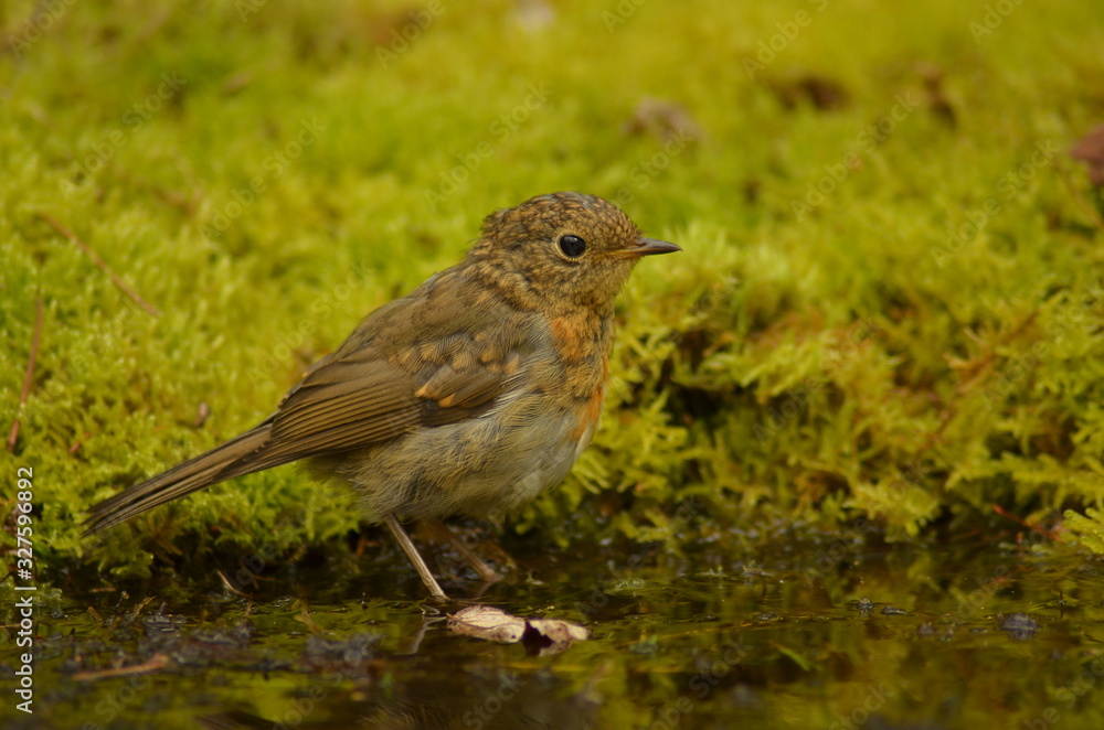 Erithacus rubecula, robin, слеток зарянки, зарянка, птенец зарянки Erithacus rubecula, robin, слеток зарянки, зарянка, птенец зарянки