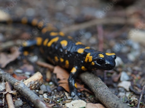 Mein Lieblingsfeuersalamander