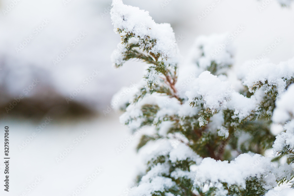 Winter snow on the branches of a coniferous plant. Snowy texture Top view of snow. Texture for design. Snowy white texture. Snowflakes.