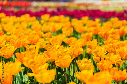 Closeup of yellow tulips flowers with green leaves in the park outdoor. beautiful flowers in spring