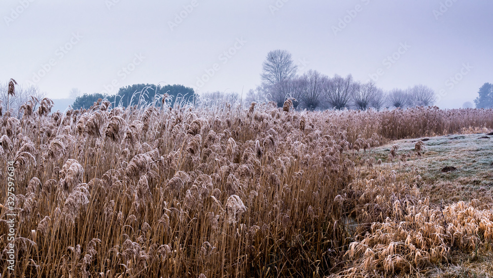 Fototapeta premium Krajobraz wiejski Podlasia. Podlaskie wierzby .Łagodna zima na Podlasiu. Dolina Narwi, Polska