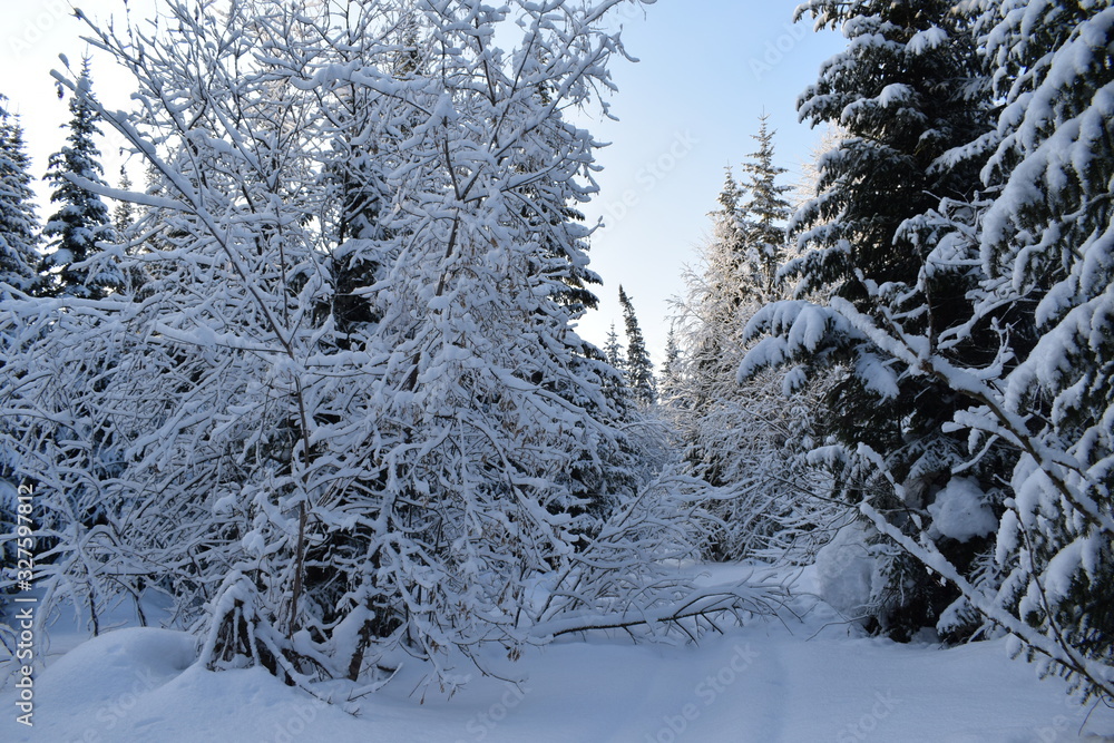 Fototapeta premium snow- covered trees, fir trees in the snow