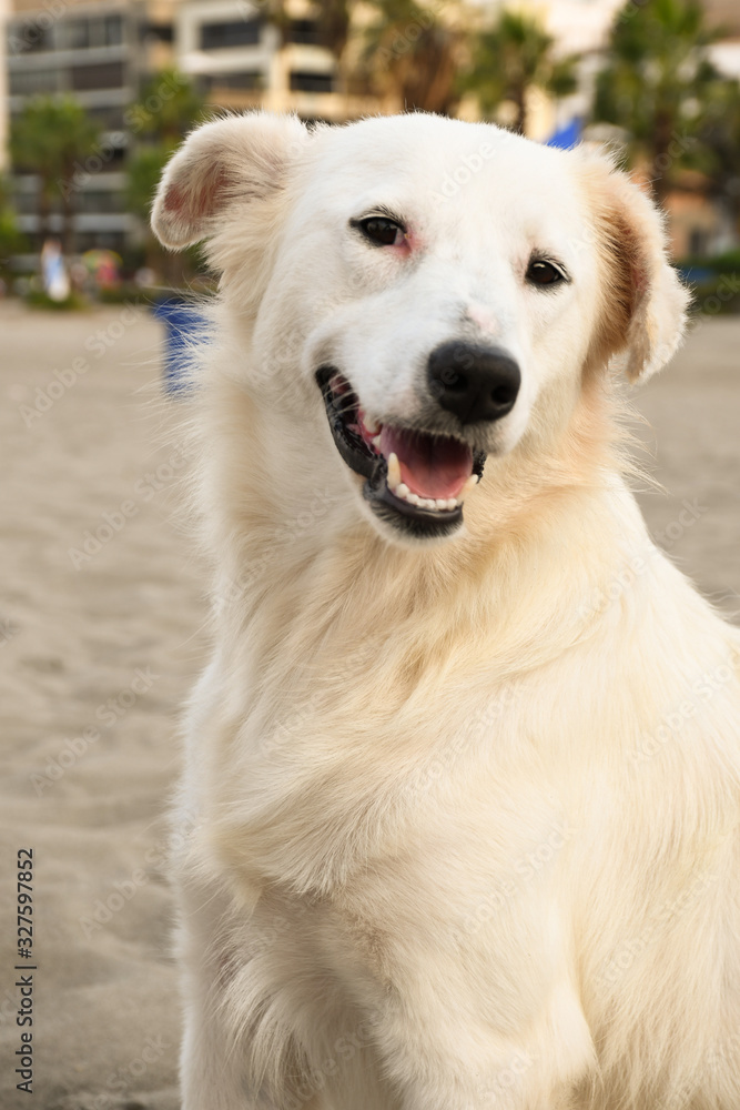 perro en la playa disfrutando de la arena
