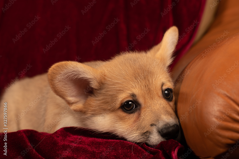 Pembroke Welsh Corgi puppy portrait at home on red velvet background