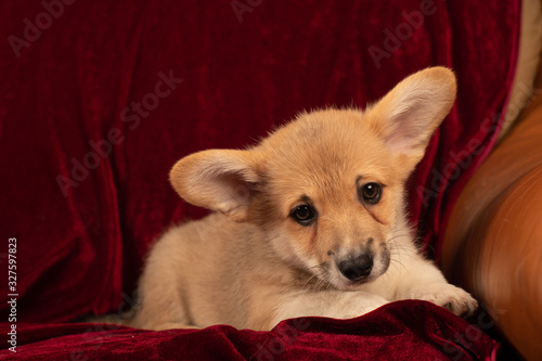 Pembroke Welsh Corgi puppy portrait at home on red velvet background