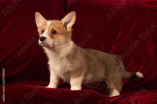 Pembroke Welsh Corgi puppy portrait at home on red velvet background