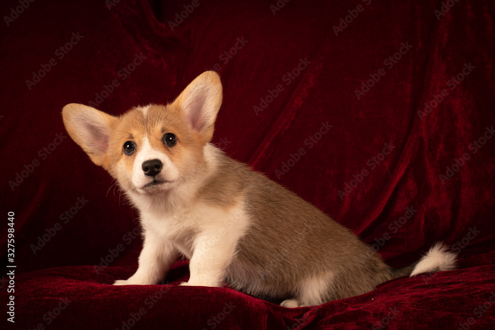 Pembroke Welsh Corgi puppy portrait at home on red velvet background