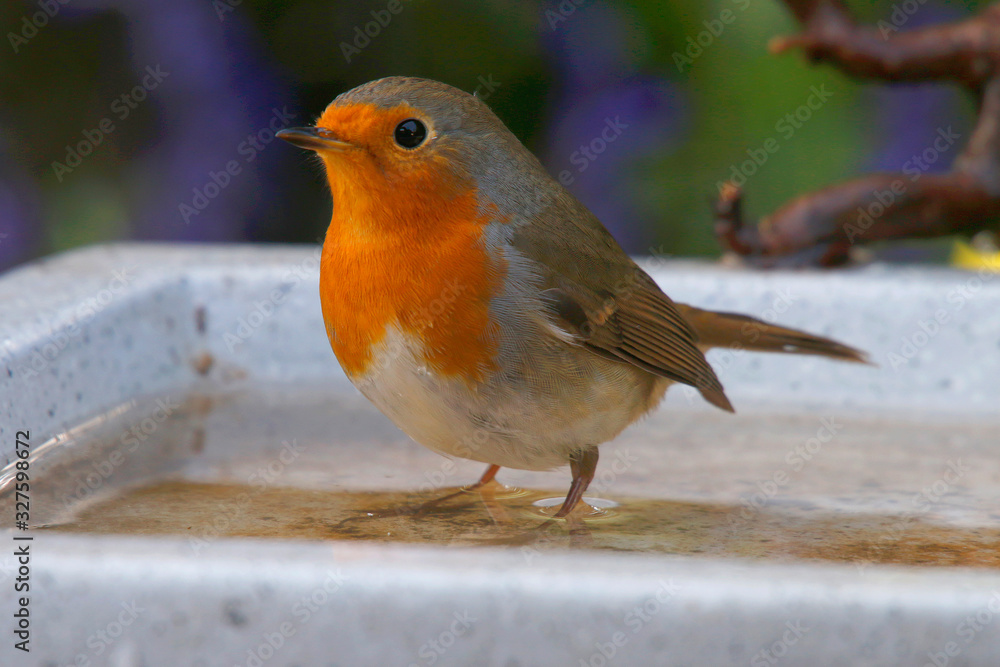 Rotkehlchen (Erithacus rubecula) sitzt am Wasserbecken im Garten Rotkehlchen (Erithacus rubecula) sitzt am Wasserbecken im Garten