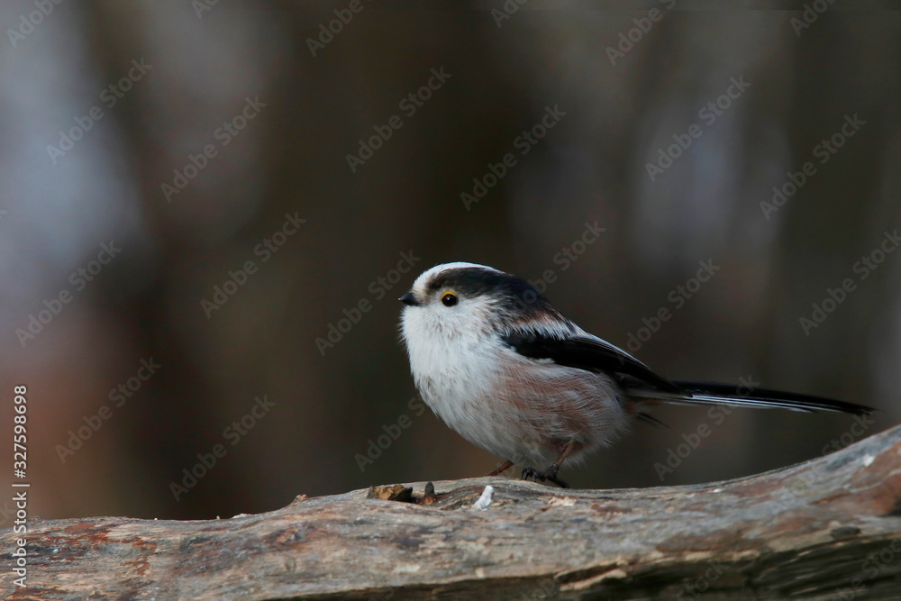 Schwanzmeise (Aegithalos caudatus) sitzt auf Baumstamm Schwanzmeise (Aegithalos caudatus) sitzt auf Baumstamm